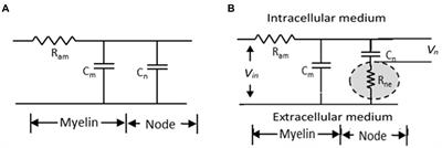 Increase in conduction velocity in myelinated nerves due to stretch – An experimental verification
